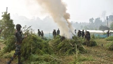 India News | Tripura: Assam Rifles Destroy 1.75 Lakh Ganja Saplings Worth Rs 25.72 Crore in an Anti-narcotics Operation