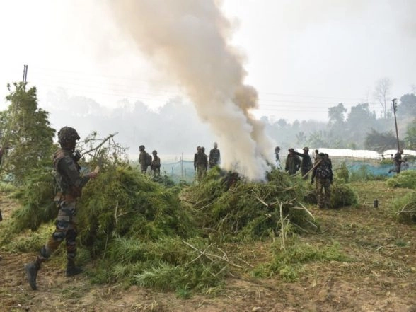 India News | Tripura: Assam Rifles Destroy 1.75 Lakh Ganja Saplings Worth Rs 25.72 Crore in an Anti-narcotics Operation