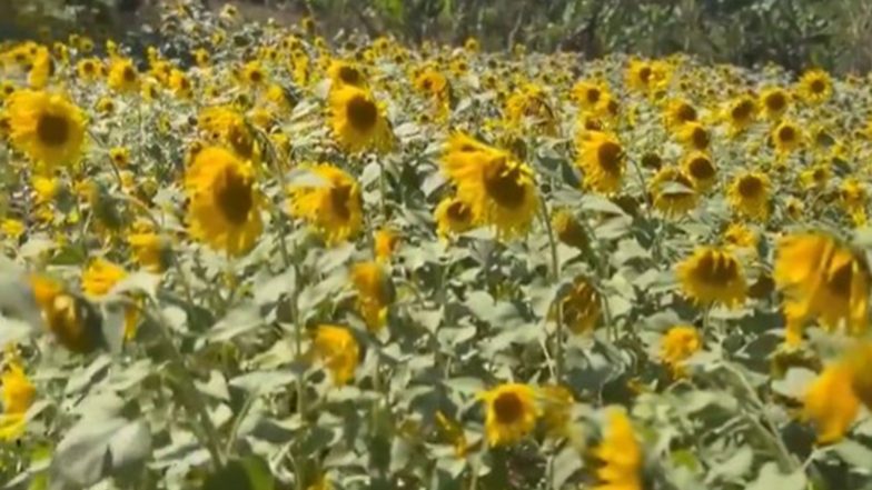 India News | Kerala: Bison Valley Turns Golden as 40-acre Sunflower Farm Replaces Fallow Paddy Lands in Idukki