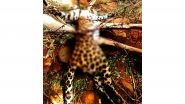 India News | TN: Leopard Dies After Trapped in Barbed Wire Fence in Coimbatore
