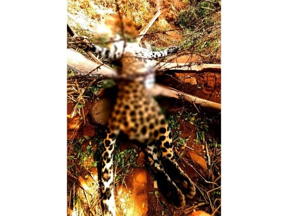 India News | TN: Leopard Dies After Trapped in Barbed Wire Fence in Coimbatore