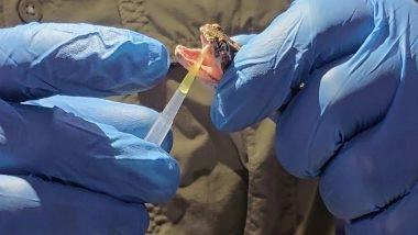 India News | Gujarat Set to Get Its Own Region-specific Antivenom to Fight Against Snakebite Deaths