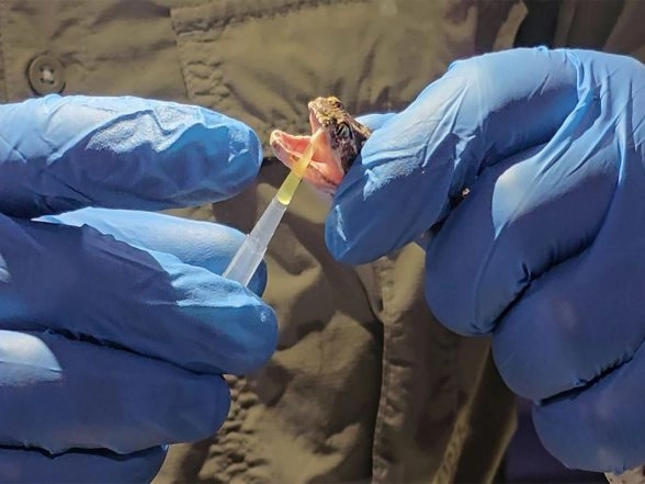 India News | Gujarat Set to Get Its Own Region-specific Antivenom to Fight Against Snakebite Deaths