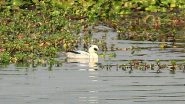 India News | Assam: 105,540 Waterbirds of 107 Species Recorded in 7th Kaziranga Waterbird Count