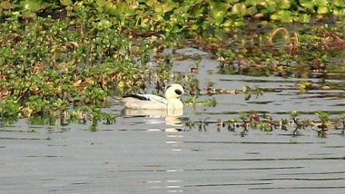 India News | Assam: 105,540 Waterbirds of 107 Species Recorded in 7th Kaziranga Waterbird Count