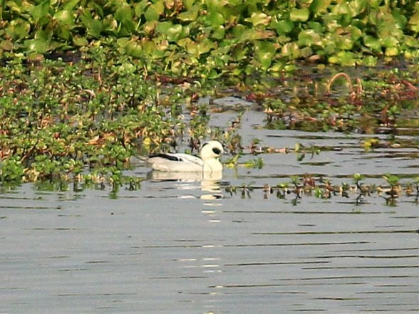 India News | Assam: 105,540 Waterbirds of 107 Species Recorded in 7th Kaziranga Waterbird Count