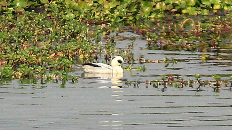 India News | Assam: 105,540 Waterbirds of 107 Species Recorded in 7th Kaziranga Waterbird Count