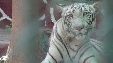 Business News | Wild Animals Are Not Entertainment, Reiterates World Animal Protection