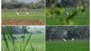 India News | Pariej Wetland Emerges as Sarus Crane Conservation Success in Gujarat
