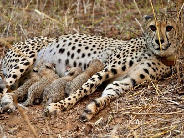 India News | Kuno National Park Finds Fourth Cub Born to Cheetah Gamini, Population Rises to 39