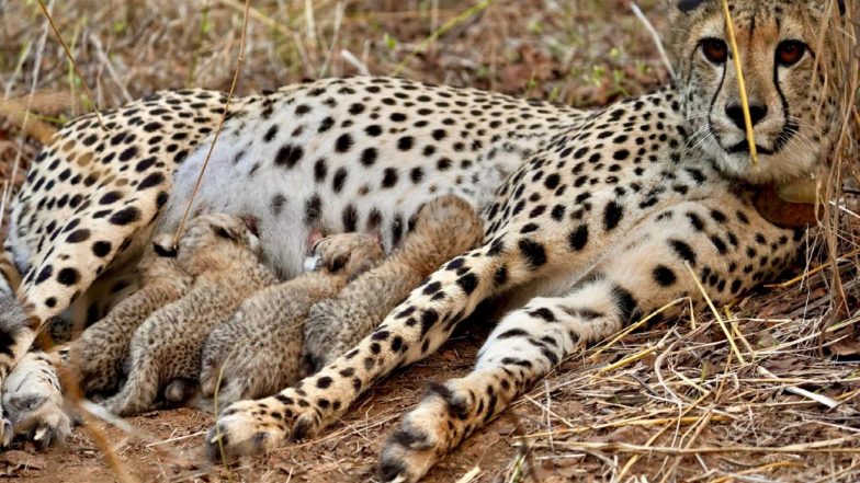 India News | Kuno National Park Finds Fourth Cub Born to Cheetah Gamini, Population Rises to 39