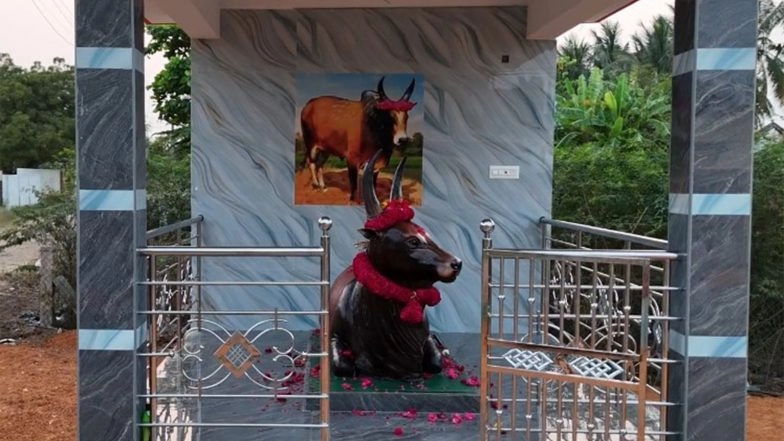 India News | Tamil Nadu: Trichy Family Builds Memorial for Prize-winning Jallikattu Bull 'Senkuricki Sevalai'