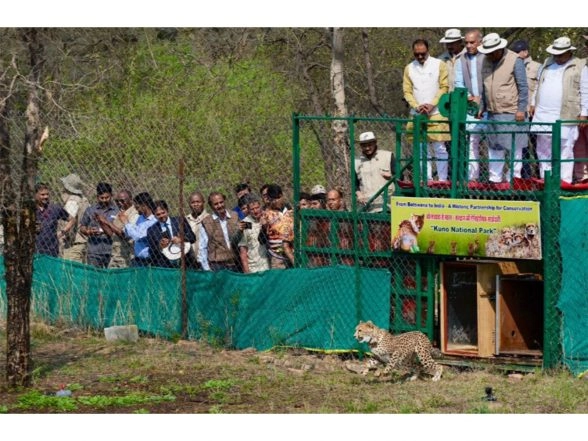 India News | Union Environment Minister Bhupender Yadav Welcomes 9 Cheetahs from Botswana, at Kuno National Park in Madhya Pradesh