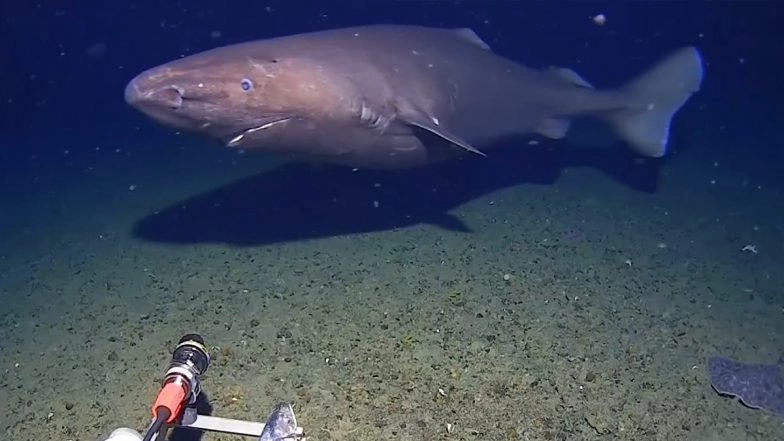 Viral Video From Antarctica: Sleeper Shark Caught on Camera for First Time in Antarctica&rsquo;s Frigid Waters