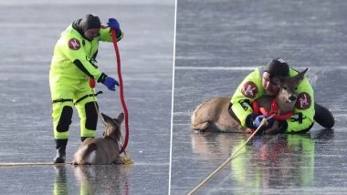 Viral Video From US: Stevens County Firefighters Rescue Yearling Deer Stranded on Frozen Loon Lake in Washington