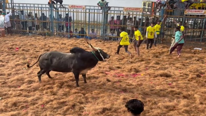 Trichy Jallikattu Festival: Grand Event Kicks Off at Thana Mulaitha Muthumariamman Temple With 750 Bulls and 300 Bull-Tamers