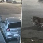 Leopard Caught on Camera in Mumbai: Viral Video Shows Big Cat Hunting Stray Dog Outside Residential Society in Mulund