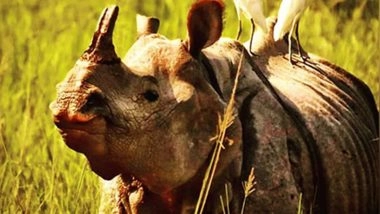 Rhino Attack in Assam: Forest Guard Killed, Another Seriously Injured While on Duty Inside Kaziranga National Park