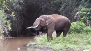 Mudumalai Mourns ‘Rivaldo’: Iconic Wild Tusker Dies at 50 After Decades of Peaceful Coexistence in Tamil Nadu Mudumalai Mourns ‘Rivaldo’: Iconic Wild Tusker Dies at 50 After Decades of Peaceful Coexistence in Tamil Nadu