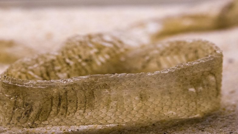 ‘Nagin’ Rumors Grip Auraiya Village After Woman Leaves Snake Skin, Bangles and ‘Sindoor’ on Bed Before Fleeing Home With Lover; Probe Launched
