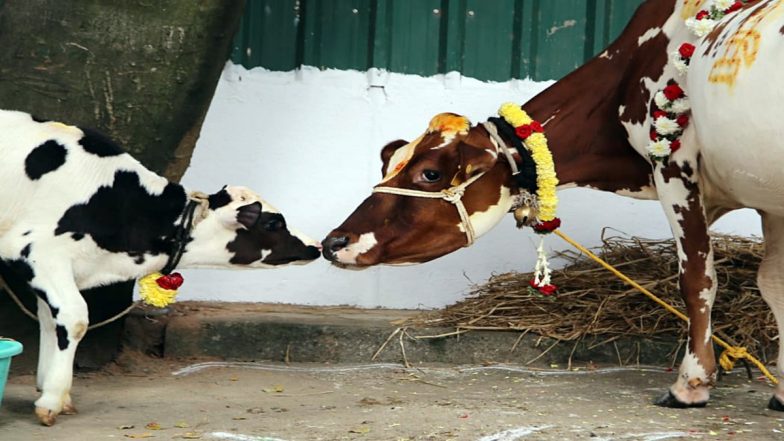 Hyderabad Communal Tension: Shivarampalli on Edge After ‘Gow Rakshak’ Members Stop Cow-Carrying Truck, Police Probe Underway