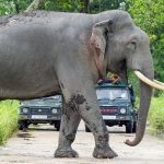 AI to Save Elephants: Indian Railways Launches AI-Enabled Intrusion Detection System to Prevent Train Accidents