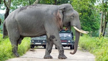 AI to Save Elephants: Indian Railways Launches AI-Enabled Intrusion Detection System to Prevent Train Accidents