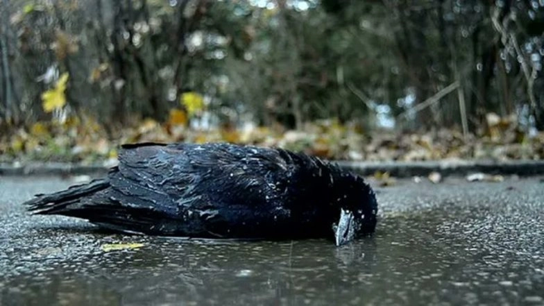 Bird Flu Outbreak: Tamil Nadu Issues Statewide Alert After Crow Deaths, Public Urged to Follow Strict Precautions