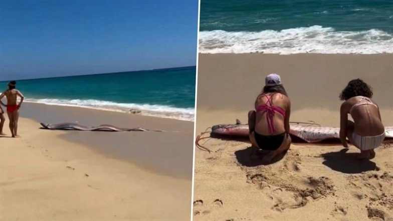 Rare ‘Doomsday Fish’ Wash Ashore in Mexico as Middle East Tensions Fuel Online Speculation (Watch Video)