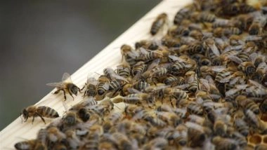 Bee Attack in Rajasthan: Bees Swarm Marwar Mundwa Station in Nagaur, 1 Woman Critically Injured (Watch Video)