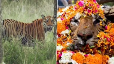 ‘Langdi’ Dies: Tigress T-20 Passes Away in Karmajhiri Range Due to Old Age, Was Last Sighted Just 2 Days Ago