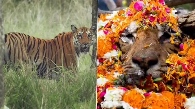 &lsquo;Langdi&rsquo; Dies: Tigress T-20 Passes Away in Karmajhiri Range Due to Old Age, Was Last Sighted Just 2 Days Ago