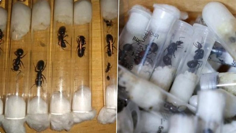 Ant Smuggling Case: Chinese National Caught Smuggling 2,000 Live Queen Ants at Kenya Airport