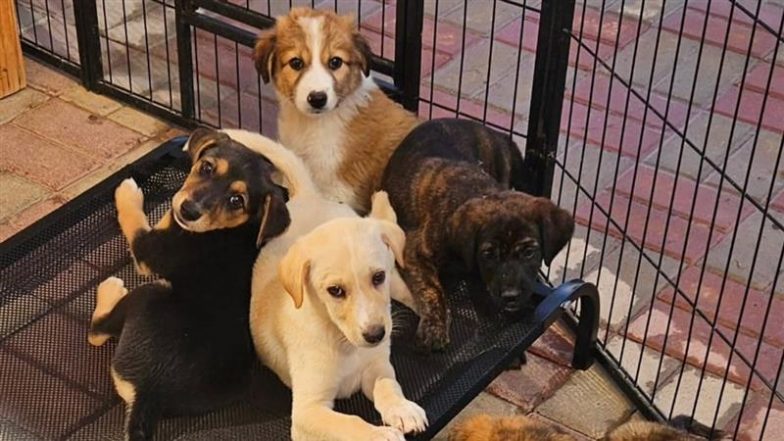 Mass Pet Abandonment in Dubai: Dogs Tied to Poles, Cats Left in Boxes As Expats Flee Amid Middle East Tensions (See Pics and Video)