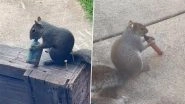 &lsquo;Vaping Squirrel&rsquo; Viral Video: Clip Showing Animal With Discarded Vape Sparks Outrage