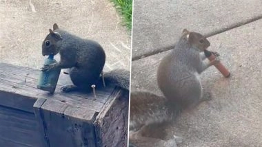 &lsquo;Vaping Squirrel&rsquo; Viral Video: Clip Showing Animal With Discarded Vape on London Street Sparks Outrage