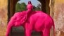 &lsquo;Pink&rsquo; Elephant Photoshoot in Jaipur by Russian Artist Julia Buruleva Triggers Outrage, Animal Died a Month Ago