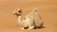 Botoxed Humps and Lip Fillers? 20 Camels Disqualified From Oman Beauty Contest Over Cosmetic Enhancements