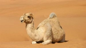 social-viral-Botoxed Humps and Lip Fillers? 20 Camels Disqualified From Oman Beauty Contest Over Cosmetic Enhancements