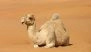 Botoxed Humps and Lip Fillers? 20 Camels Disqualified From Oman Beauty Contest Over Cosmetic Enhancements
