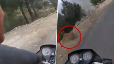 Leopard Attack in Dehradun: Shocking Video Captures Wild Cat Charging at Bikers While They Were Recording Reel