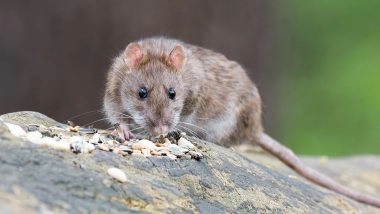 Gujarat Govt Under Fire: Over 2.3 Tonnes of Narcotics Vanish, Officials Cite Rats and Drying