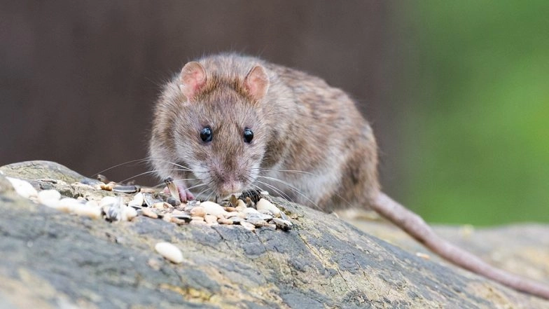 Gujarat Govt Under Fire: Over 2.3 Tonnes of Narcotics Vanish, Officials Cite Rats and Drying