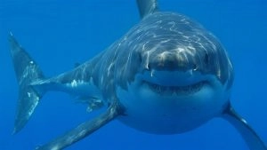 social-viral-Sharks in the Bahamas Test Positive for Cocaine and Caffeine, Scientists Warn of Growing Marine Pollution