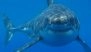 Sharks in the Bahamas Test Positive for Cocaine and Caffeine, Scientists Warn of Growing Marine Pollution