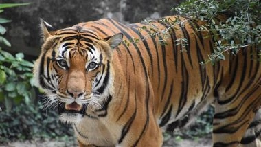 Madhya Pradesh Tiger Death: Radio-Collared Big Cat Poisoned in Chhindwara, 5 Arrested