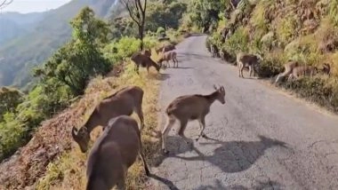 Eravikulam National Park Reopens on April 1 After Two-Month Closure for Nilgiri Tahr Breeding: Timings, Tickets, How To Reach and More