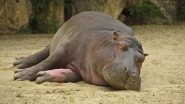 Hippo Attack in Karnataka: 27-Year-Old Veterinarian Killed by Hippopotamus at Tyavarekoppa Lion and Tiger Safari in Shivamogga