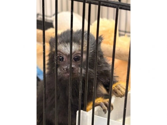 India News | Ahmedabad Crime Branch Busts Major Exotic Animal, Bird Trafficking Ring in Residential Flat