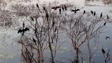 India News | Tamil Nadu: Panjappur Lake Emerges as Key Urban Wetland for Migratory Birds in Trichy